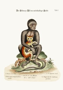 中型の黒猿、1749-73